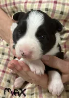 Max, a male Border Collie for sale in Winamac, IN – Photo 4 of 9