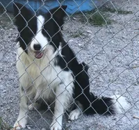Max, a male Border Collie for sale in Winamac, IN – Photo 9 of 9