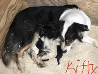 Max, a male Border Collie for sale in Winamac, IN – Photo 7 of 9