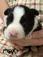 Max, a male Border Collie for sale in Winamac, IN – Photo 8 of 9