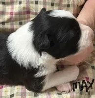 Max, a male Border Collie for sale in Winamac, IN – Photo 2 of 9