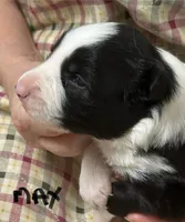 Max, a male Border Collie for sale in Winamac, IN – Photo 1 of 9