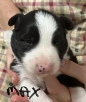 Max, a male Border Collie for sale in Winamac, IN – Photo 6 of 9