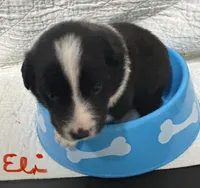 Eli, a male Border Collie for sale in Winamac, IN – 5 of 8