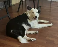 Polly, a female Border Collie for sale in Winamac, IN – 7 of 7