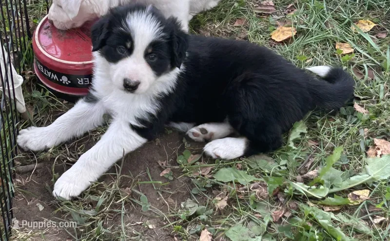 Jake – Border Collie puppy for sale in Winamac, IN