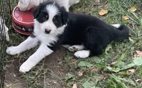 Jake, a male Border Collie for sale in Winamac, IN – 1 of 6