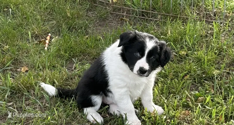 Abbie  – Border Collie puppy for sale in Winamac, IN
