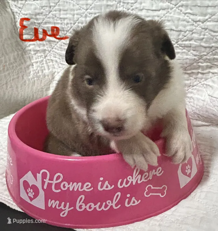 Eve – Border Collie puppy for sale in Winamac, IN