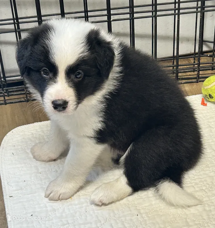 Max – Border Collie puppy for sale in Winamac, IN