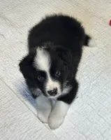 Bo, a male Border Collie for sale in Winamac, IN – 6 of 9