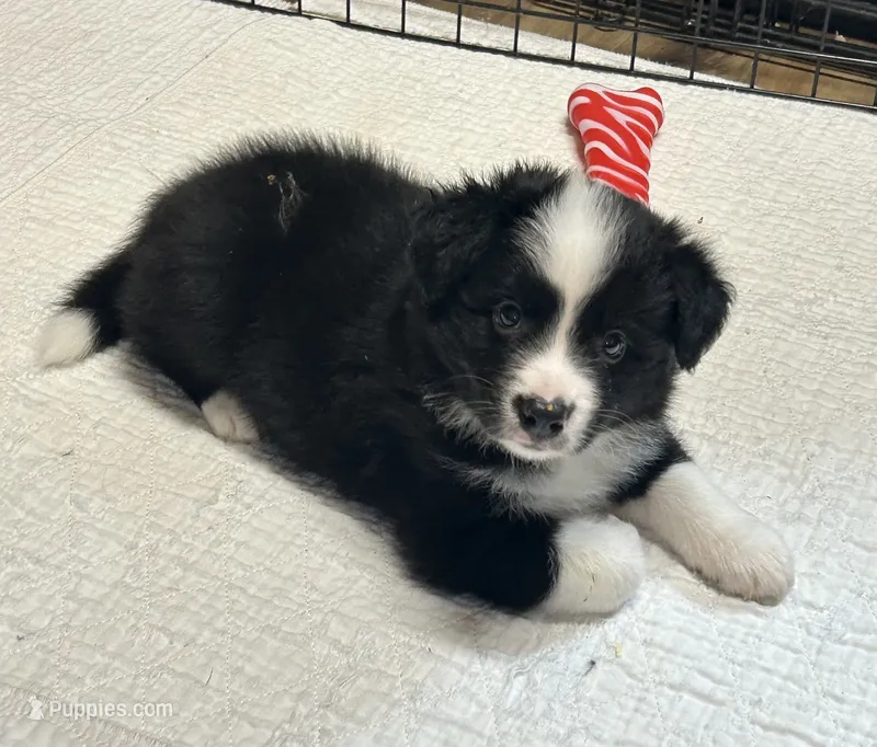 Bo – Border Collie puppy for sale in Winamac, IN