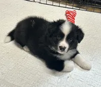 Bo, a male Border Collie for sale in Winamac, IN – 1 of 9