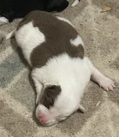 Sean, a male Border Collie for sale in Winamac, IN – 2 of 5