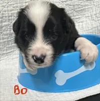 Bo, a male Border Collie for sale in Winamac, IN – 5 of 9