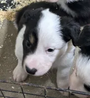 Max, a male Border Collie for sale in Winamac, IN – 7 of 10