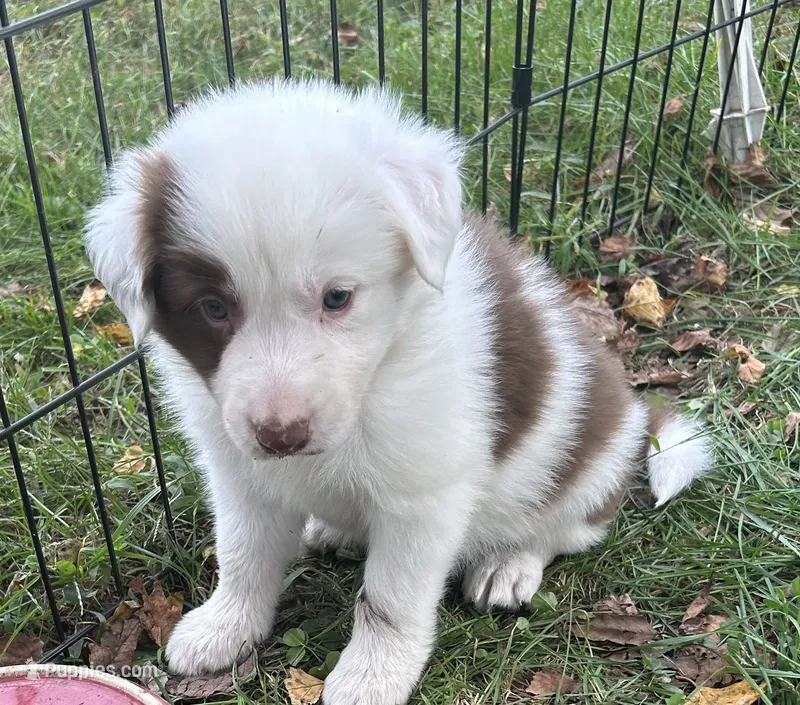 Sean – Border Collie puppy for sale in Winamac, IN