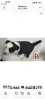 Bonnie , a female Border Collie for sale in Winamac, IN – 3 of 4