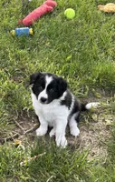 Abbie pending, a female Border Collie for sale in Winamac, IN – 7 of 10