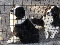 Eve, a female Border Collie for sale in Winamac, IN – 6 of 8