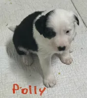 Polly, a female Border Collie for sale in Winamac, IN – 5 of 7