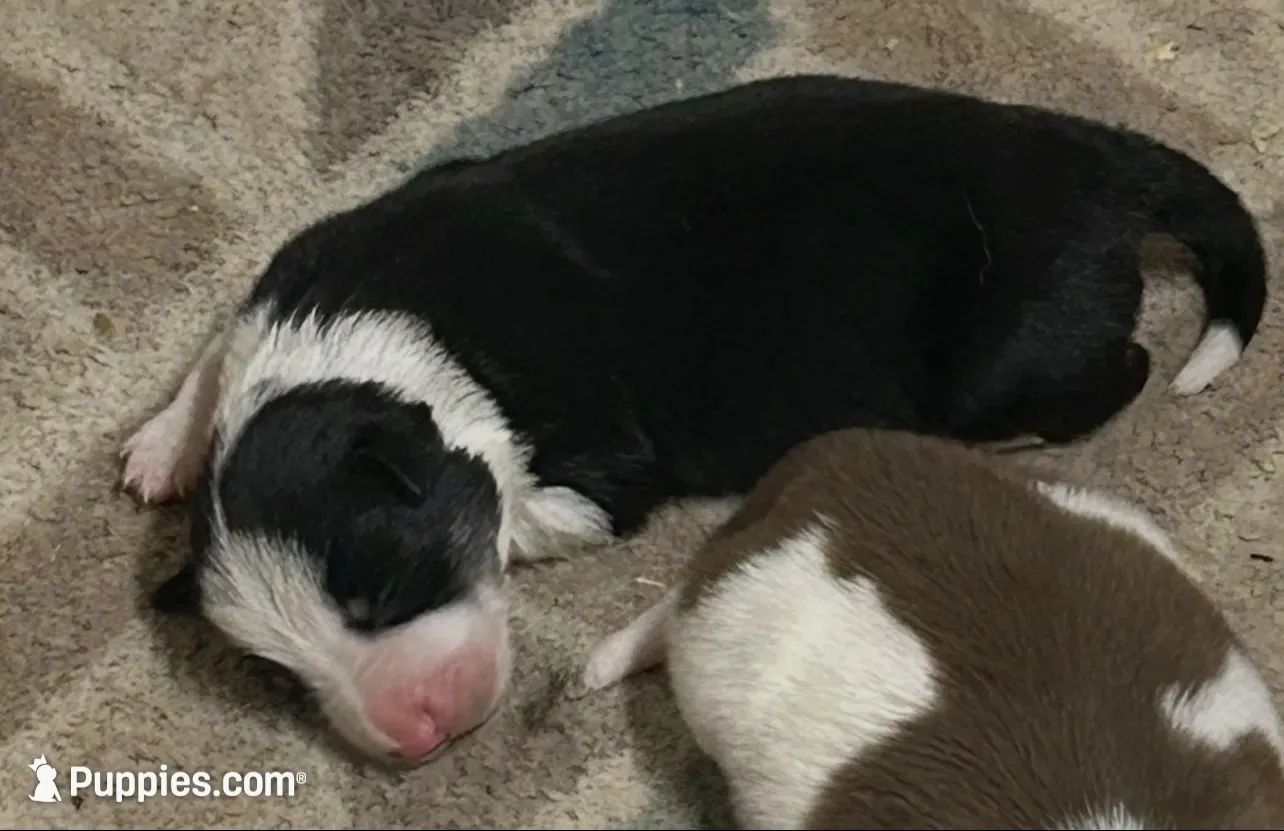 Jake, a male Border Collie for sale in Winamac, IN – 2 of 5