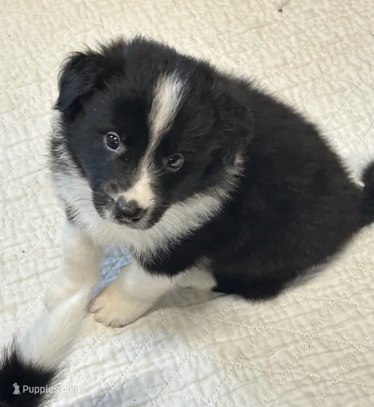 Eli – Border Collie puppy for sale in Winamac, IN