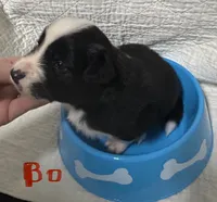 Bo, a male Border Collie for sale in Winamac, IN – 4 of 9