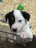 Max, a male Border Collie for sale in Winamac, IN – 2 of 10