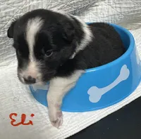 Eli, a male Border Collie for sale in Winamac, IN – 3 of 8