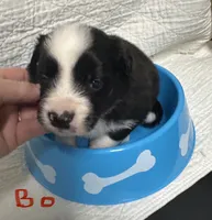 Bo, a male Border Collie for sale in Winamac, IN – 2 of 9