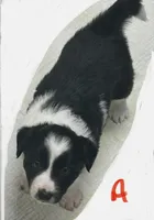 Abbie , a female Border Collie for sale in Winamac, IN – 3 of 4