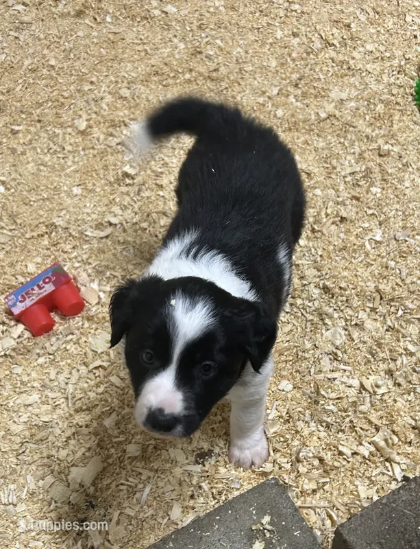Abbie  – Border Collie puppy for sale in Winamac, IN