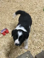 Abbie , a female Border Collie for sale in Winamac, IN – 2 of 4