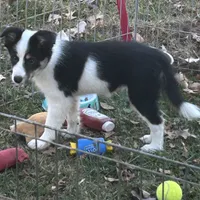 Abby, a female Border Collie for sale in Winamac, IN – Photo 3 of 8
