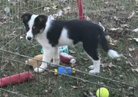 Abby, a female Border Collie for sale in Winamac, IN – Photo 3 of 8