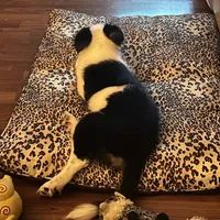 Abby, a female Border Collie for sale in Winamac, IN – Photo 5 of 8