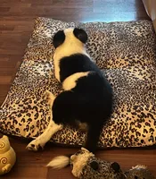 Abby, a female Border Collie for sale in Winamac, IN – Photo 5 of 8