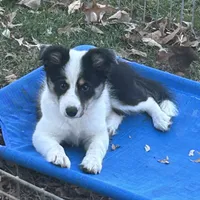 Abby, a female Border Collie for sale in Winamac, IN – Photo 1 of 8