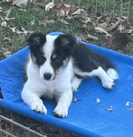 Abby, a female Border Collie for sale in Winamac, IN – Photo 1 of 8