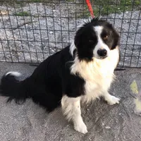 Abby, a female Border Collie for sale in Winamac, IN – Photo 8 of 8