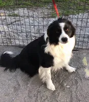 Abby, a female Border Collie for sale in Winamac, IN – Photo 8 of 8