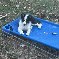 Abby, a female Border Collie for sale in Winamac, IN – Photo 6 of 8