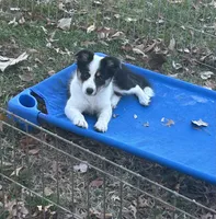Abby, a female Border Collie for sale in Winamac, IN – Photo 6 of 8