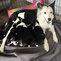 Abby, a female Border Collie for sale in Winamac, IN – Photo 7 of 8