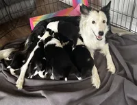 Abby, a female Border Collie for sale in Winamac, IN – Photo 7 of 8