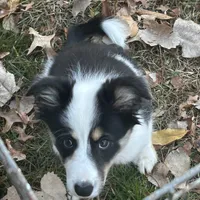 Abby, a female Border Collie for sale in Winamac, IN – Photo 2 of 8