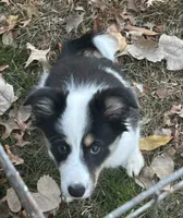 Abby, a female Border Collie for sale in Winamac, IN – Photo 2 of 8