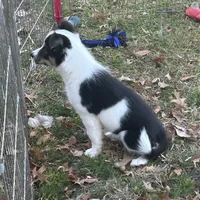 Abby, a female Border Collie for sale in Winamac, IN – Photo 4 of 8