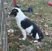 Abby, a female Border Collie for sale in Winamac, IN – Photo 4 of 8